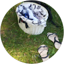 Mirosława Kocikowska